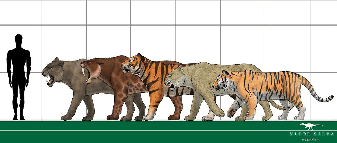 largest feline species
